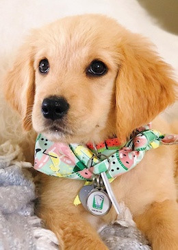 Une jeune Heidi adorable portant un bandana pastèque.